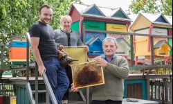 Miody z Piwody: kiedyś był jeden ul, dziś jest ponad 100