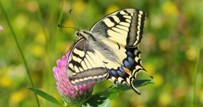 Co posadzić, by w ogrodzie zawitały motyle i owady zapylające