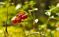 Żurawina dobra na wszystko. Jak ją uprawiać w ogrodzie?