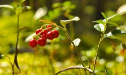 Żurawina dobra na wszystko. Jak ją uprawiać w ogrodzie?