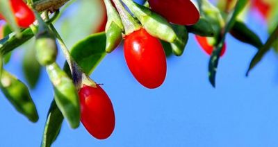 Goja - podobno najzdrowszy owoc świata