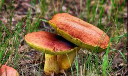 Jak zbierać grzyby ? kilka ważnych podpowiedzi