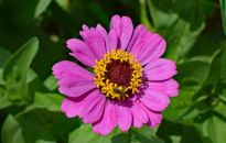 Uprawiamy cynie - kwiaty, z których spory jest pożytek