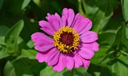 Uprawiamy cynie - kwiaty, z których spory jest pożytek