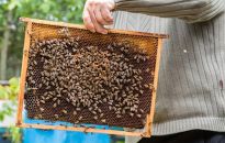 Podkarpacie miodem płynie, czyli XIII Podkarpackie Święto Miodu