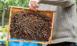 Podkarpacie miodem płynie, czyli XIII Podkarpackie Święto Miodu