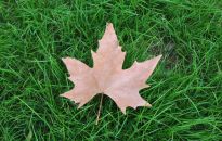 Naprawiamy trawnik po lecie - wypalone miejsce po basenie i donicach