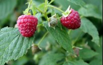Warto sadzić maliny w ogrodzie. Która odmiana najlepsza?
