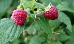 Warto sadzić maliny w ogrodzie. Która odmiana najlepsza?