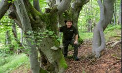 Edwarda Marszałka ballady o drzewach