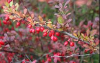 Berberys najpiękniejszy jesienią. Polecamy najciekawsze odmiany