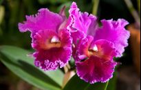 W storczykarni w Łańcucie kwitną Cattleye, królowe orchidei