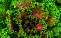 Jarmuż - ostatnie, jesienne warzywo. Uprawa i odmiany