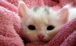 Milutki i przytulny. Poszukujemy ręcznika idealnego na zimę