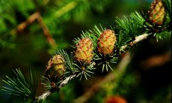 Modrzew europejski zniesie mróz, ale miejski smog niekoniecznie