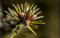 Jodła kaukaska - najpiękniejsza choinka na święta. Dla alergika też!