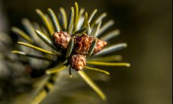 Jodła kaukaska - najpiękniejsza choinka na święta. Dla alergika też!