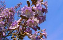 Trochę szczęścia na Nowy Rok - Paulownia cesarska, czyli drzewko szczęścia