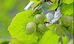 Leszczyna pospolita już zakwita