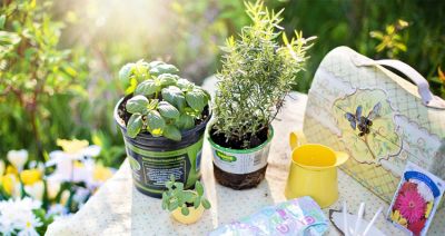 Kiedy posiać kwiaty? Jak się zabrać za siew roślin ozdobnych?