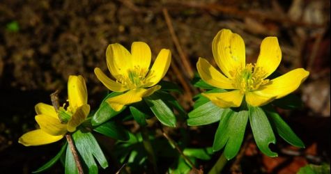 Rannik zimowy najszybciej zakwitnie w ogrodzie