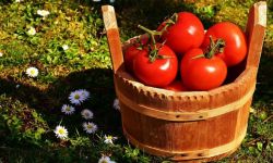 Jego Wysokość Pomidor