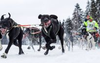 5 najpiękniejszych zdjęć pokazujących Podkarpackie zimą