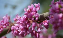 Judaszowiec - uprawa i pielęgnacja wiosennego drzewa