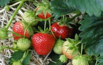 Truskawki pnące- piękne owoce do późnej jesieni