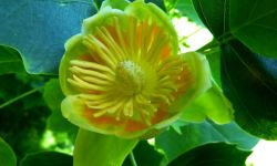 Urodziwy olbrzym - tulipanowiec amerykański