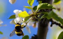 Trzmiele - pożyteczne owady społeczne