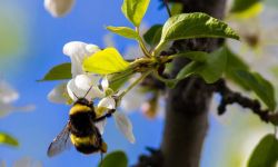 Trzmiele - pożyteczne owady społeczne