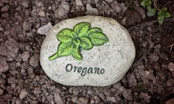 Aromatyczna bylina - znakomita nie tylko jako dodatek do pizzy.