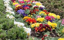 Pierwiosnki - łatwe w uprawie dla ogrodników amatorów