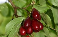 Dereń - pomysł na produkt regionalny z Podkarpacia 