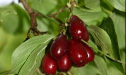 Dereń - pomysł na produkt regionalny z Podkarpacia 