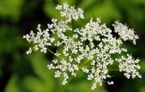 Uwaga na trujące rośliny i kwiaty w ogrodzie.