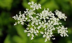 Uwaga na trujące rośliny i kwiaty w ogrodzie.