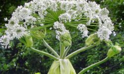 Jak to z barszczem było...