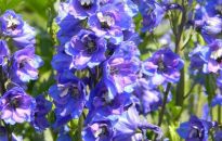 Cudowny błękit ostróżki ogrodowej