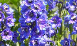 Cudowny błękit ostróżki ogrodowej