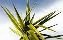 Jej wysokość juka karolińska