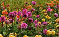 Piękne georginie w kolorze tęczy