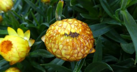 Nieśmiertelniki - czyli suszymy kwiaty