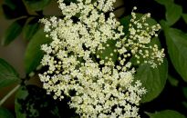 Cenny krzew o wielu właściwościach - czarny bez