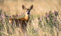 Jak odstraszyć sarny od swojego ogrodu? 