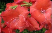 Miecze, mieczyki, gladiole- eleganckie i dostojne, zachwycają ferią barw