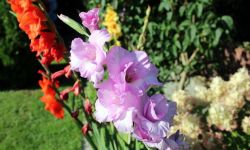 Miecze, mieczyki, gladiole- eleganckie i dostojne, zachwycają ferią barw
