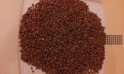 Dlaczego Polacy jedzą kaszę?