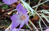 Naga dama - zimowit jesienny 